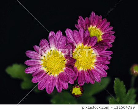 小菊花特寫 121504789