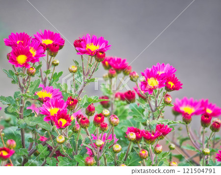 小菊花特寫 121504791