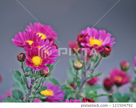 小菊花特寫 小菊花特寫 121504792