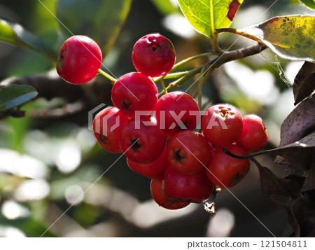 Pirakanzasu fruit 121504811