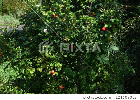Hamanous flowers and fruits 121505012