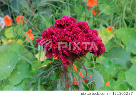 Celosia cristata is cultivated as an ornamental plant. Red flower in meadow. Grows well in sunny and shaded areas. Sunny day. 121505257