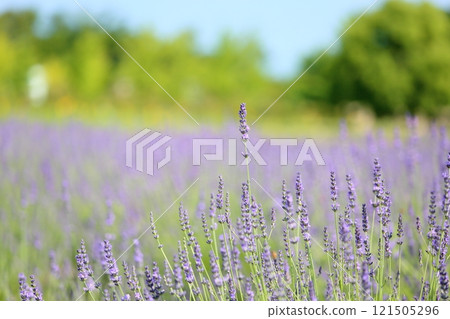 清新的薰衣草花 清新的薰衣草花 121505296