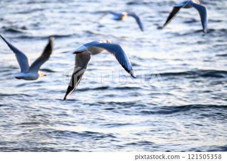 Seagulls flying over the seashore Photographed at Kohroen Beach in Nishinomiya City 121505358