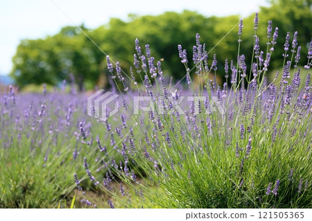 Refreshing lavender flowers Refreshing lavender flowers 121505365