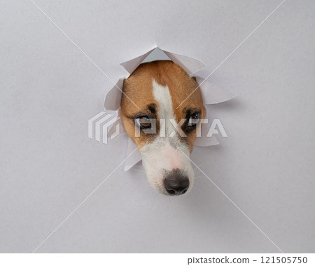 A funny Jack Russell Terrier dog sticks out from a light gray cardboard background. Copy space.  121505750