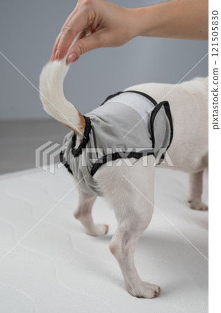 Dog in panties. Reusable diapers for animals.  121505830