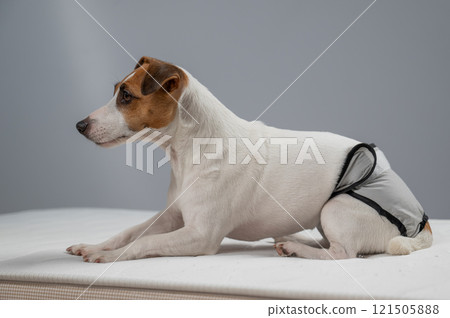 Jack Russell Terrier dog lying on bed in reusable diapers.  121505888