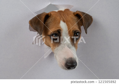 A funny Jack Russell Terrier dog sticks out from a light gray cardboard background. Copy space. A funny Jack Russell Terrier dog sticks out from a light gray cardboard background. Copy space. 121505892