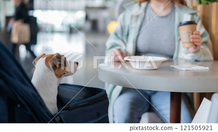 A Caucasian woman is having lunch in a cafe with her dog in a stroller. Close-up portrait of a Jack Russell Terrier. A Caucasian woman is having lunch in a cafe with her dog in a stroller. Close-up portrait of a Jack Russell Terrier. 121505921