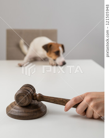 Judge Gives Verdict to Jack Russell Terrier. Judge Gives Verdict to Jack Russell Terrier. 121505948