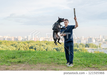 Pit bull terrier jumps for a stick. Guy training a dog.  121505966