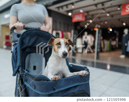 A Caucasian woman is shopping with her Jack Russell Terrier dog in a stroller in a shopping mall. A Caucasian woman is shopping with her Jack Russell Terrier dog in a stroller in a shopping mall. 121505996