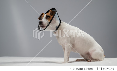 Jack Russell Terrier dog in a cone collar after surgery on the bed.  121506025