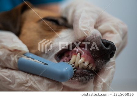 A vet is cleaning the teeth of a Jack Russell Terrier.  121506036