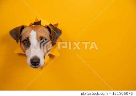 Funny dog jack russell terrier leans out of a hole in a paper orange background. Funny dog jack russell terrier leans out of a hole in a paper orange background. 121506076