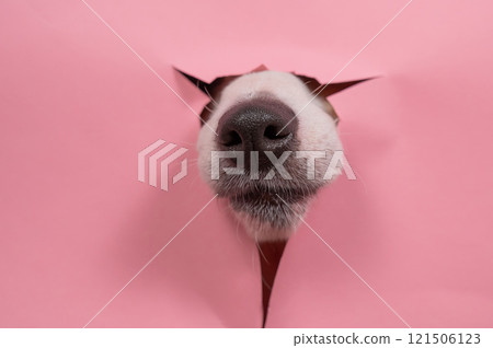 Funny dog jack russell terrier tore his nose pink paper background. Funny dog jack russell terrier tore his nose pink paper background. 121506123