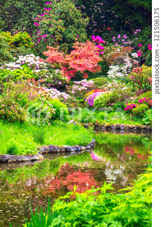 Rhododendrons reflected in a pond (vertical) Rhododendrons reflected in a pond (vertical) 121506175