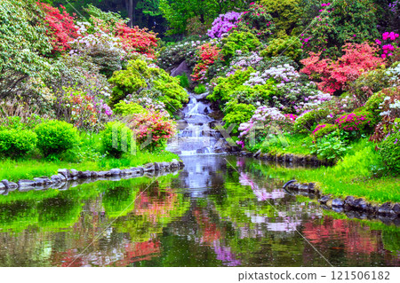 池塘里的花 121506182