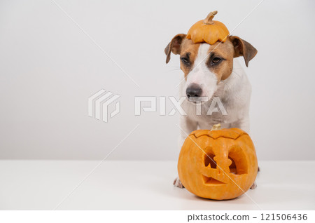 Jack Russell Terrier dog with a pumpkin cap and a jack-o-lantern on a white background. 121506436