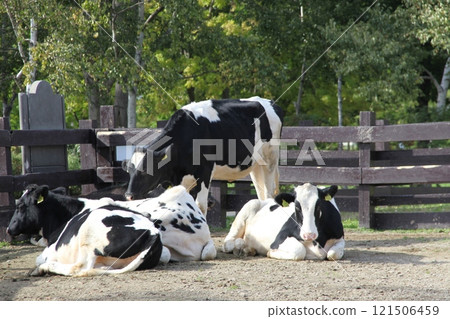Holstein grazing scene_Satoland 121506459