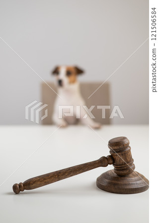 Jack Russell Terrier dog behind judge's gavel.  121506584