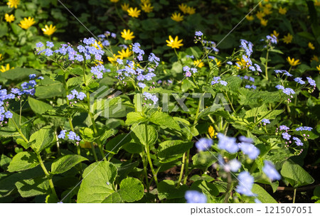 Blooming Forget-Me-Nots and Yellow Wildflowers in a Sunlit Garden 121507051