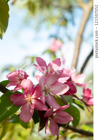 Close-Up of Pink Blossom on Tree Branch in Spring. Soft focus. Close-Up of Pink Blossom on Tree Branch in Spring. Soft focus. 121507052