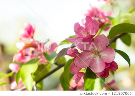 Close-Up of Pink Blossom on Tree Branch in Spring. Soft focus. Close-Up of Pink Blossom on Tree Branch in Spring. Soft focus. 121507065