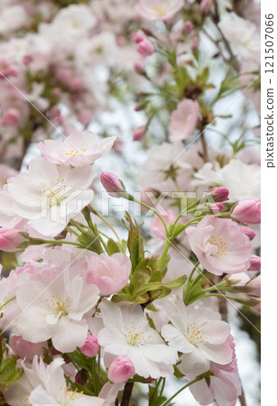 Blooming White and Pink Cherry Blossoms in Spring 121507066