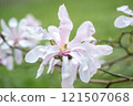 Close-up of white-pink Magnolia stellate, Siebold and Zucc, flowers of 121507068