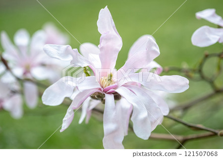 Close-up of white-pink Magnolia stellate, Siebold and Zucc, flowers of Close-up of white-pink Magnolia stellate, Siebold and Zucc, flowers of 121507068