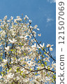 Branches of a flowering magnolia against the background of the blue 121507069