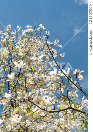 Branches of a flowering magnolia against the background of the blue 121507069