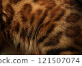 Close-up of bengal cat Fur Texture. blurred foreground. 121507074