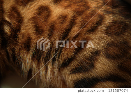 Close-up of bengal cat Fur Texture. blurred foreground. 121507074