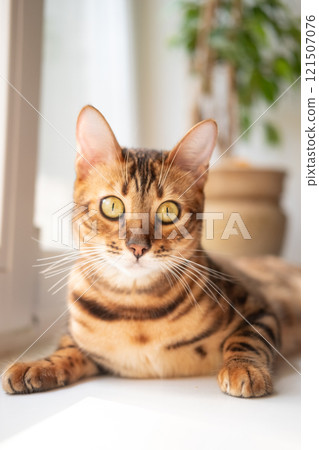 Close up Bengal Cat lies on the window and looking at the camera Close up Bengal Cat lies on the window and looking at the camera 121507076