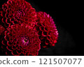 Vibrant Red dahlias Flowers on Black Background 121507077