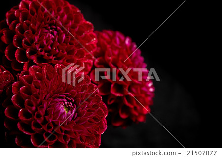 Vibrant Red dahlias Flowers on Black Background Vibrant Red dahlias Flowers on Black Background 121507077