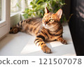 Bengal Cat Relaxing by the Window in the morning sun 121507078