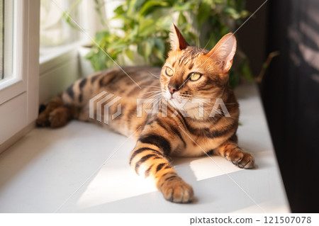 Bengal Cat Relaxing by the Window in the morning sun 121507078