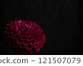 Vibrant Red dahlia Flower on Black Background. Copy space 121507079