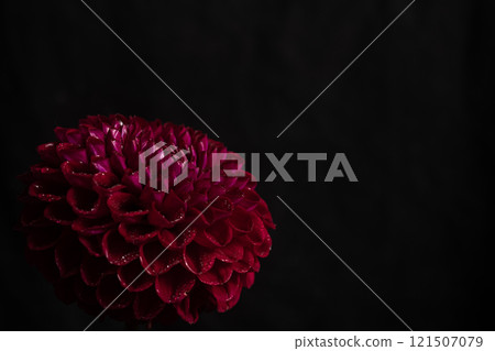 Vibrant Red dahlia Flower on Black Background. Copy space 121507079
