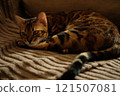 Close-up of a pretty Bengal kitten resting on a brown blanket.  121507081