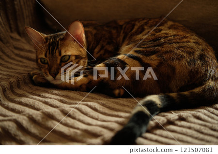 Close-up of a pretty Bengal kitten resting on a brown blanket. Close-up of a pretty Bengal kitten resting on a brown blanket. 121507081