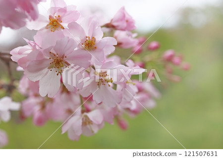 Yaebeni Shidarezakura Yaebeni Shidarezakura 121507631