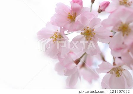 Yaebeni Shidarezakura 121507632
