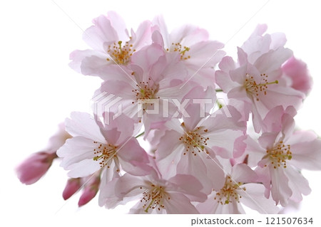 Yaebeni Shidarezakura Yaebeni Shidarezakura 121507634