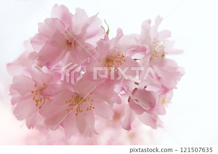 Yaebeni Shidarezakura Yaebeni Shidarezakura 121507635