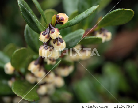 12月盛開的濱比崎小而美麗的花朵 121507654